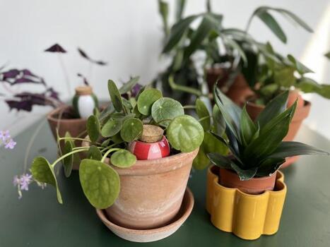Avec sa marque Pepin, il a dépoussiéré les ollas et changé la vie de vos plantes | revue de presse | Scoop.it