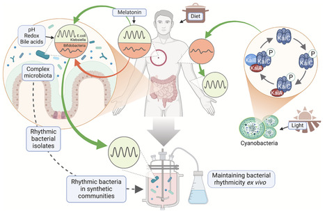 Origins and functions of microbiome rhythms | CHM | RMH | Scoop.it