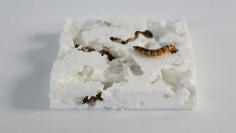 La première ferme pilote d'insectes pour éliminer le plastique | Variétés entomologiques | Scoop.it