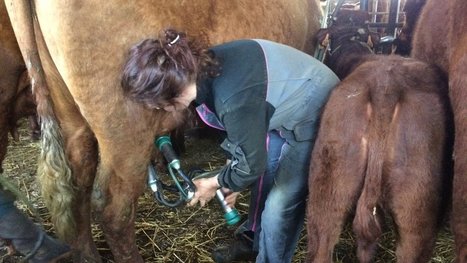 Tradition Salers : un produit d’exception à Cussac | Lait de Normandie... et d'ailleurs | Scoop.it