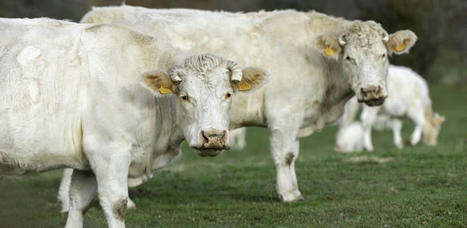 Viande bovine : Toujours plus de vaches allaitantes à l’abattoir | Actualité Bétail | Scoop.it