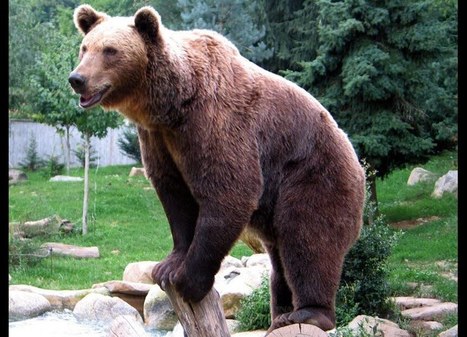 Pyr&eacute;n&eacute;es: un maire prend un arr&ecirc;t&eacute; anti-ours | Biodiversit&eacute; | Scoop.it
