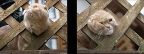 It turns out that JavaScript is not Haskell | JavaScript for Line of Business Applications | Scoop.it