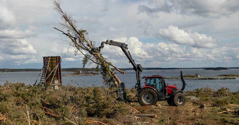 Metsähallitus pisti majakkasaaren puut matalaksi – avohakkuu, josta uhanalainen luonto kiittää | Luonto | Yle | 1Uutiset - Lukemisen tähden | Scoop.it