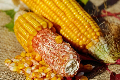 Le changement climatique pourrait favoriser les toxines dans les aliments | Toxique, soyons vigilant ! | Scoop.it