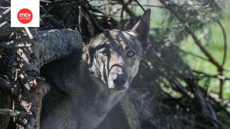 Sudeksi ep&auml;ilty el&auml;in hy&ouml;kk&auml;si mets&auml;st&auml;j&auml;n ja koiran kimppuun Lopella | MTV Uutiset | 1Uutiset - Lukemisen t&auml;hden | Scoop.it