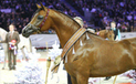 Tourisme équestre : ce week-end on cavale au Salon du Cheval | Salon du Cheval | Scoop.it