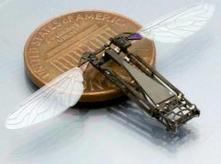 Studying butterfly flight to help build bug-size flying robots | Science News | Scoop.it