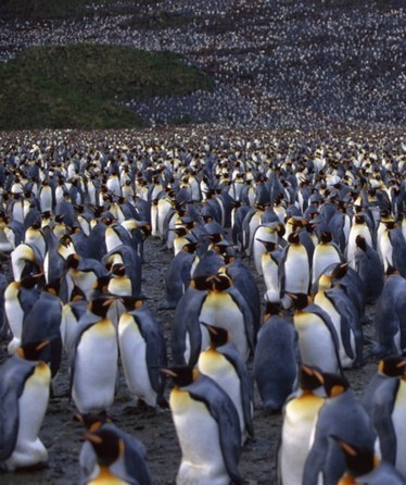 Mass Collaboration and Virtual Crowds - The Bumble Bee | Peer2Politics | Scoop.it