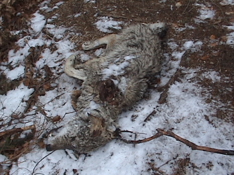 Loups : R&eacute;gler d'abord la question du braconnage ! | Pastoralisme Ours Loups Lynx | Scoop.it