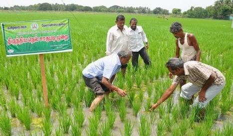 More rice from less water | SRI Global News ++ March - May 2025    System of Rice Intensification (SRI) | Scoop.it