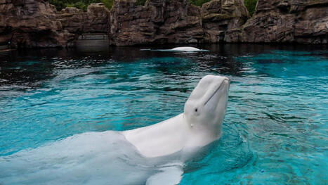 Roches, peinture et maladie&nbsp;: ce que r&eacute;v&egrave;lent des autopsies des b&eacute;lugas de Marineland | Revue de presse C&eacute;tac&eacute;s | Scoop.it
