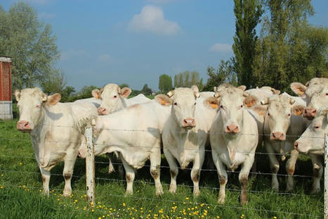 Réduction potentielle des aides couplées de la PAC : la filière bovine inquiète | Actualité Bétail | Scoop.it