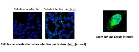 En France, les moustiques transmettent aussi le virus Usutu (2/4) | EntomoNews | Scoop.it