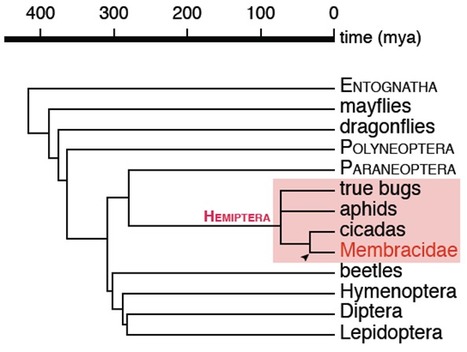 19 - Heureusement pour nous, certains chercheurs... | EntomoScience | Scoop.it