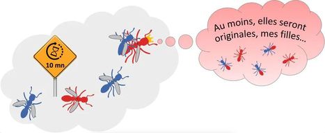 [...] succès d'une invasion biologique chez les fourmis ? (5 sur 5) : Polyandrie et hybridation avec une autre espèce, un cas unique ? | EntomoNews | Scoop.it