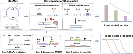 Reduced Genetic Heterogeneity for Stable Bioproduction by Harnessing the Bias and Mechanism of Mutation | mbt | RMH | Scoop.it