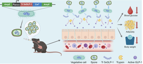 Gut Delivery of Pentameric GLP-1 Using Genetically Engineered Bacillus subtilis | asb | RMH | Scoop.it