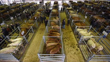 Aveyron : Laissac accueille ce mardi le congrès de la Fédération des marchés aux bestiaux | Actualité Bétail | Scoop.it