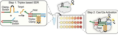 Triplex DNA clamp regulates Cas12a activation for ssDNA and RNA sensing | nar | RMH | Scoop.it
