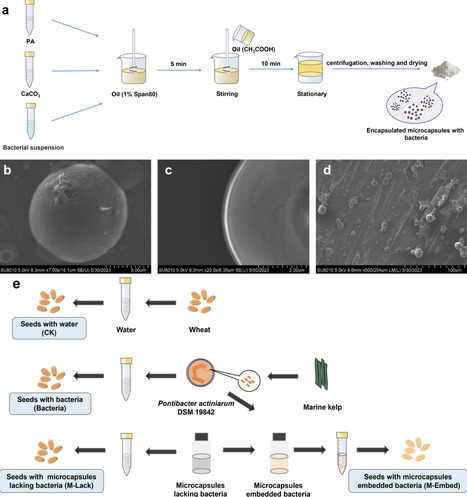 A microencapsulation approach to design microbi...