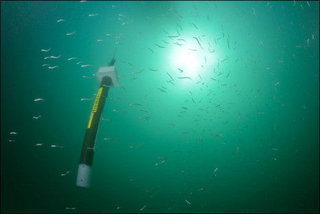 La circulation turbulente "cachée" des profondeurs océaniques dévoilée - CNRS | Biodiversité | Scoop.it