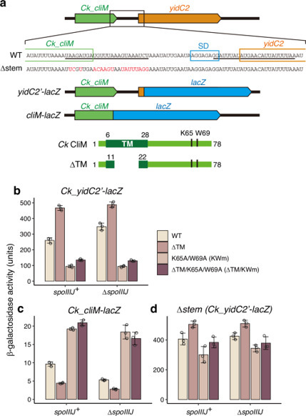 Diverse mechanisms of translation arrest by a Clostridia ribosome stalling peptide CliM | Ncm | RMH | Scoop.it
