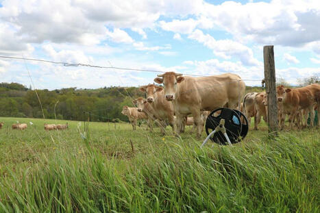 Viande bovine : la production en 2025 pourrait accuser le coup du contexte sanitaire | Economie de l'Elevage | Scoop.it