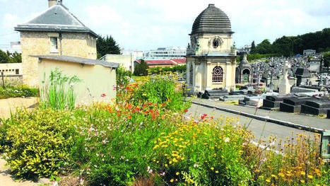Comment parvenir au zéro phyto ? | Les Colocs du jardin | Scoop.it