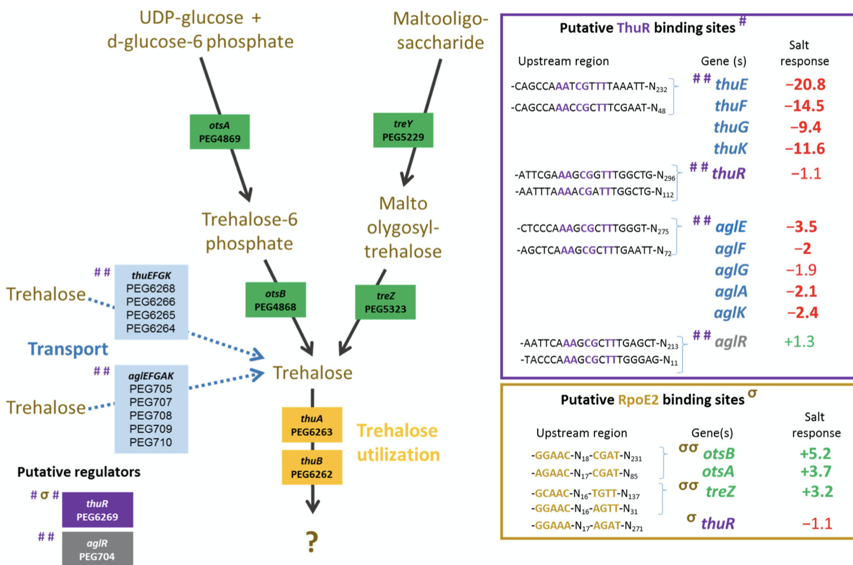 Analysis of Ensifer aridi Mutants Affecting Reg...