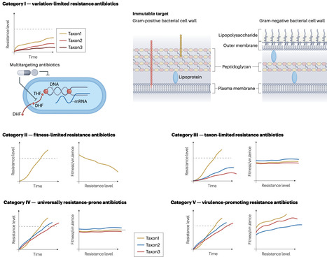 Predicting resistance evolution to guide antibiotic development | Nrm | RMH | Scoop.it