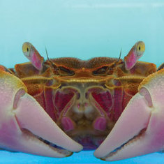 Giant Neurons in Crabs Encode Complex Memories: Scientific American | Science News | Scoop.it