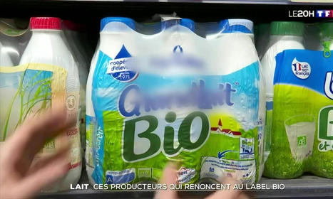 Lait : ces producteurs qui renoncent au label bio | Economie de l'Elevage | Scoop.it