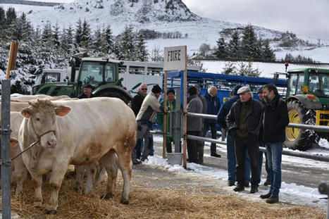 Pas de foire grasse cette année, mais un marché aux bestiaux ce jeudi aux Estables | Actualité Bétail | Scoop.it