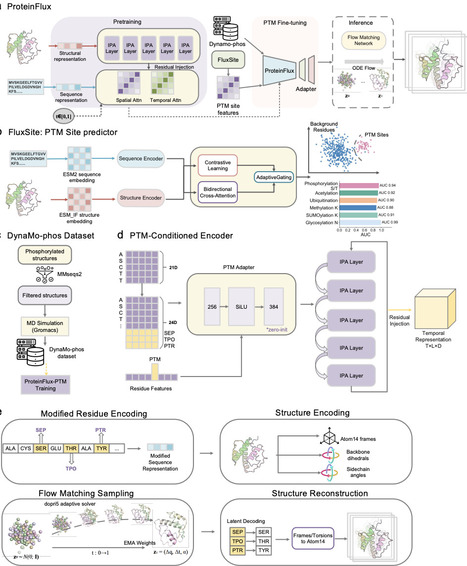 ProteinFlux: accurate, rapid and scalable generative prediction of protein dynamics driven by post-translational modifications | brvai | RMH | Scoop.it