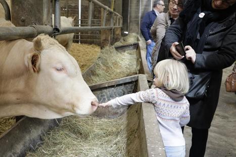 Viande bovine : L&rsquo;interprofession &agrave; la rencontre des Parisiens | Actualit&eacute;s de l'&eacute;levage | Scoop.it