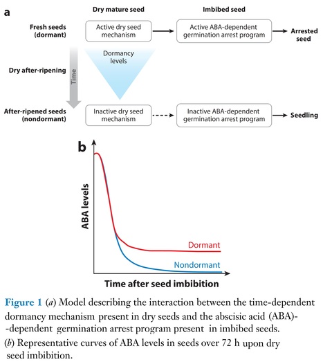 Parental and Environmental Control of Seed Dormancy in Arabidopsis thaliana - Review  | SEED-DREAM Lab info | Scoop.it