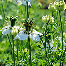 L'huile de nigelle pour se soigner avec douceur - consoGlobe | Aromathologie | Scoop.it