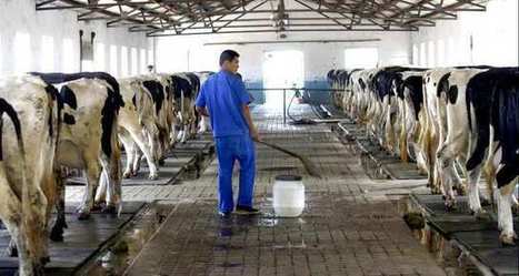 Fonterra crée cinq élevages géants en Chine | Questions de développement ... | Scoop.it