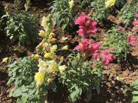 Yunnan Discovery | 昆明植物园 the Kunming botanical garden | Kunming-Yunnan | Scoop.it