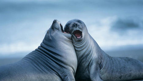 Langage animal : quand les crocodiles, les hyènes, les éléphants de mer… murmurent à nos oreilles | Histoires Naturelles | Scoop.it