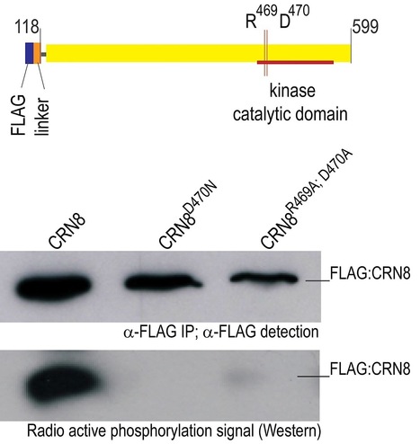 PLoS Pathogens: The Irish Potato Famine Pathogen Phytophthora infestans Translocates the CRN8 Kinase into Host Plant Cells (2012) | Publications | Scoop.it