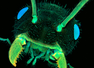 MicroPhotographie | Microbiologie | Scoop.it