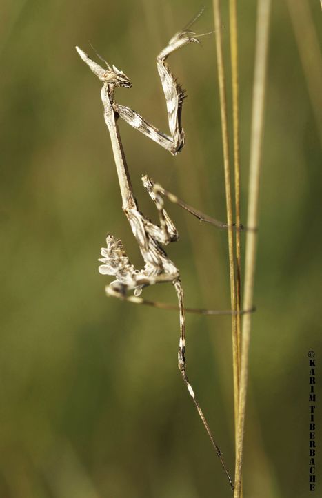 Stage Macro - Association d'éducation à l'environnement | Variétés entomologiques | Scoop.it