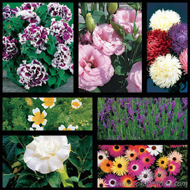Sowing the seeds of annuals | Gardening Life | Scoop.it