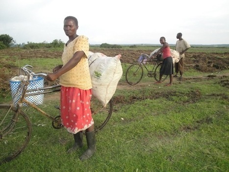 L’accaparement du marais de Yala détruit les moyens de subsistance des paysans kenyans | Questions de développement ... | Scoop.it