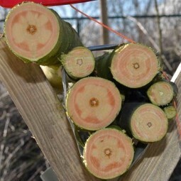 Des arbres sans lignine pour produire plus de sucre | Innovation Agro-activit&eacute;s et Bio-industries | Scoop.it