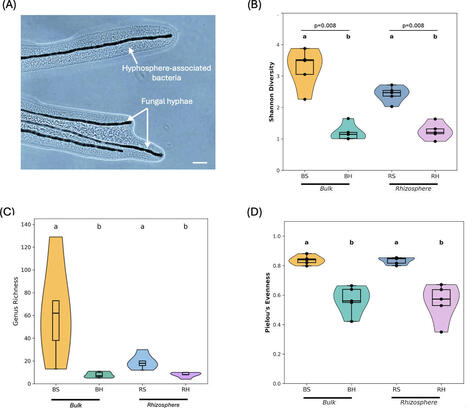 A hyphal release-capture soil microcosm for recovering hyphosphere bacterial communities | Plant-Microbe Symbiosis | Scoop.it