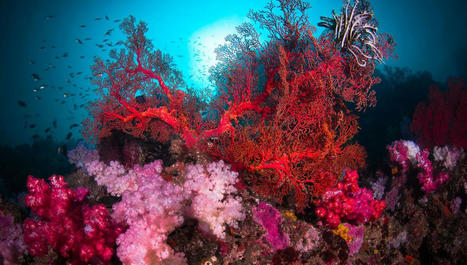 Tara Pacific : au Sud, c'étaient les coraux | Changement climatique & Biodiversité | Scoop.it