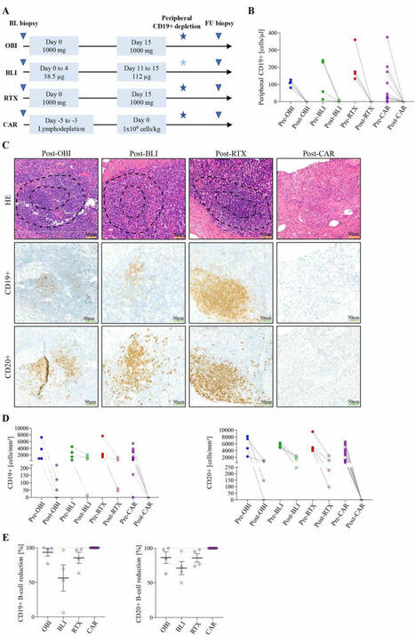 Effects of different B-cell-depleting strategies on the lymphatic tissue | Nicola Ferrari | Immunology and Biotherapies | Scoop.it